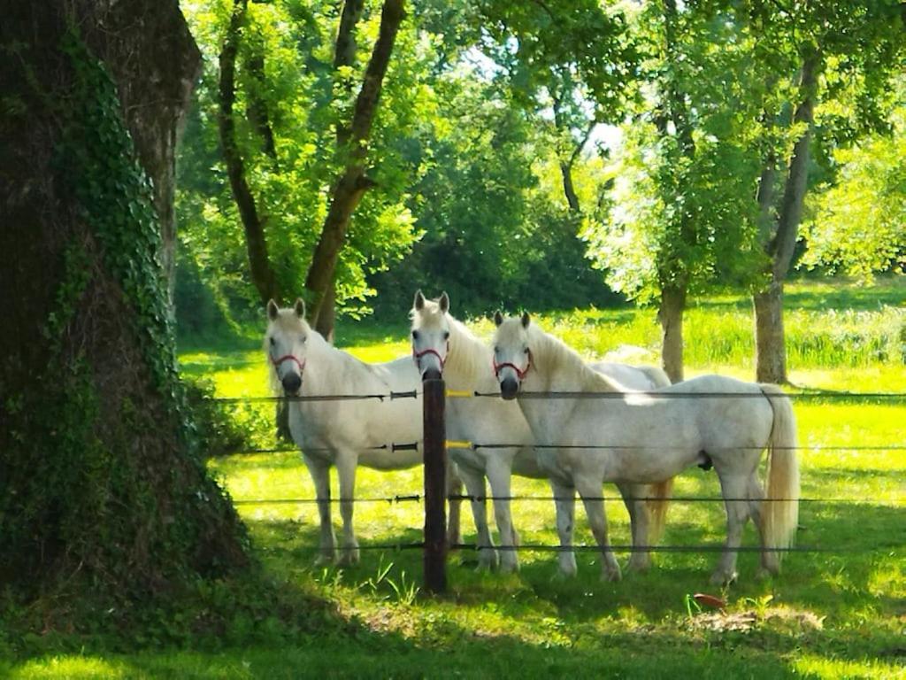Maison De Campagne Au Coeur D'Un Elevage De Poneys Connemara Le Landreau Экстерьер фото